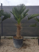 Trachycarpus Wagnerianus